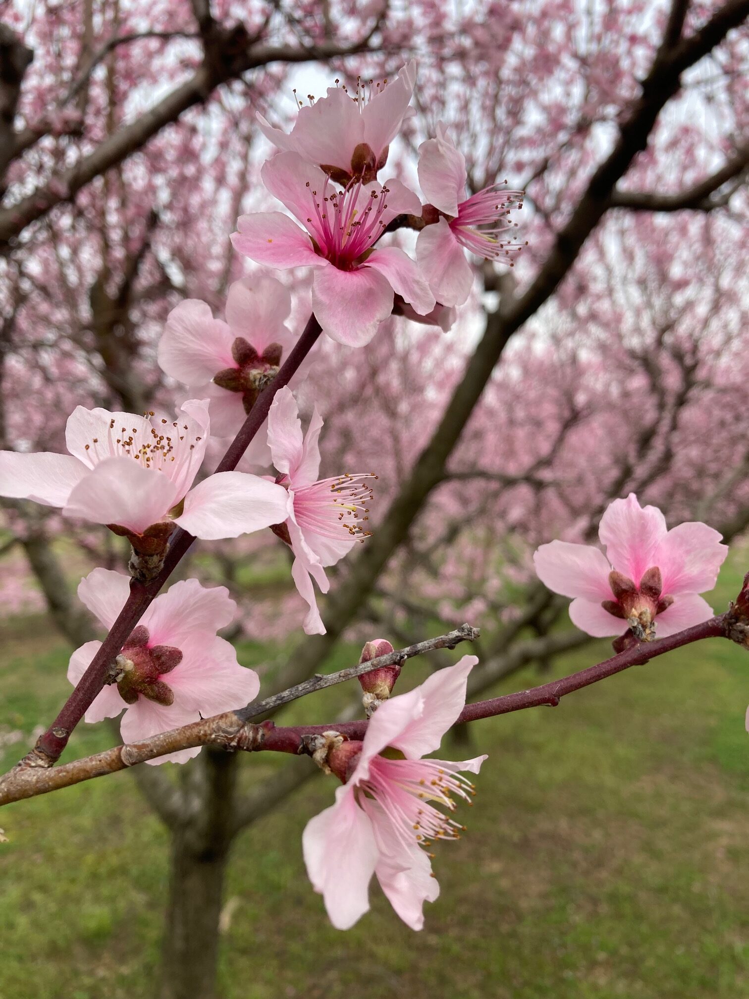Peach Blossoms (China Pearl
